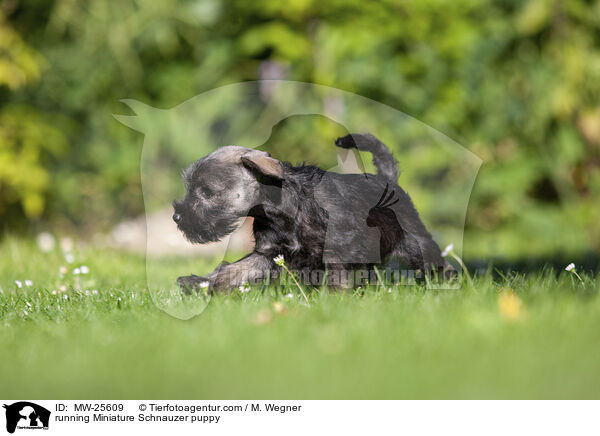 running Miniature Schnauzer puppy / MW-25609