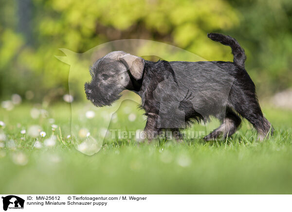 rennender Zwergschnauzer Welpe / running Miniature Schnauzer puppy / MW-25612