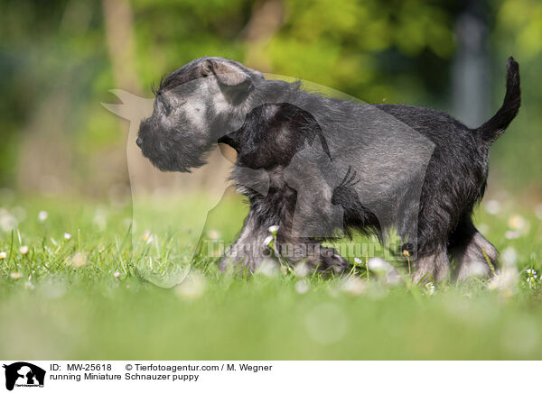 rennender Zwergschnauzer Welpe / running Miniature Schnauzer puppy / MW-25618
