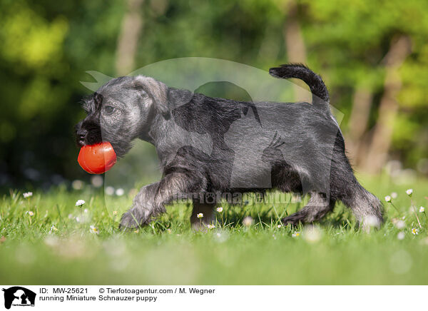 rennender Zwergschnauzer Welpe / running Miniature Schnauzer puppy / MW-25621