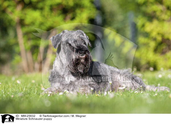 Zwergschnauzer Welpe / Miniature Schnauzer puppy / MW-25632