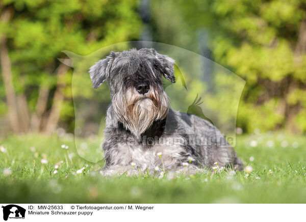 Zwergschnauzer Welpe / Miniature Schnauzer puppy / MW-25633