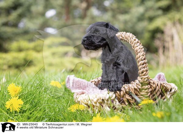 4 Wochen alter Zwergschnauzer Welpe / 4 weeks old Miniature Schnauzer / MW-25640