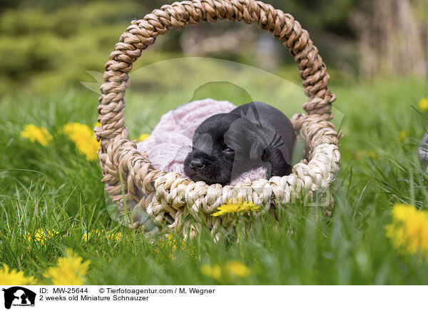 2 weeks old Miniature Schnauzer / MW-25644
