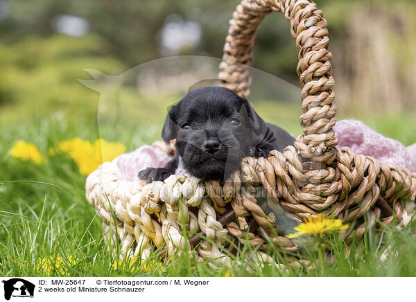 2 weeks old Miniature Schnauzer / MW-25647