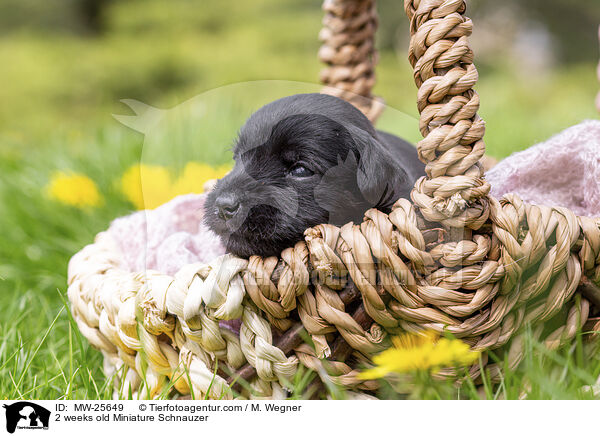2 weeks old Miniature Schnauzer / MW-25649