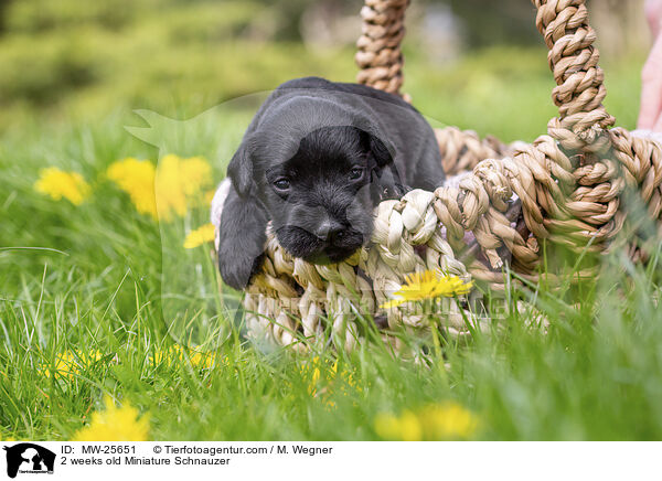 2 weeks old Miniature Schnauzer / MW-25651
