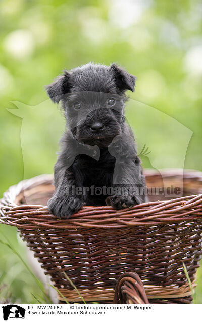 4 weeks old Miniature Schnauzer / MW-25687