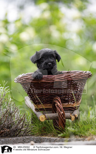 4 Wochen alter Zwergschnauzer Welpe / 4 weeks old Miniature Schnauzer / MW-25692