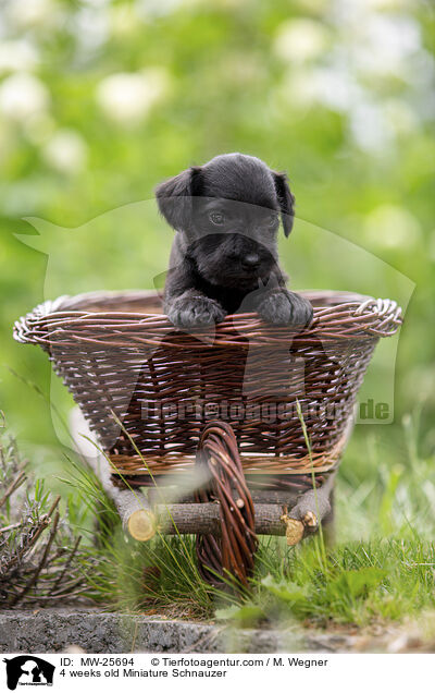 4 Wochen alter Zwergschnauzer Welpe / 4 weeks old Miniature Schnauzer / MW-25694