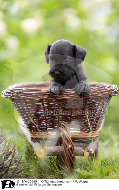 4 Wochen alter Zwergschnauzer Welpe / 4 weeks old Miniature Schnauzer / MW-25695