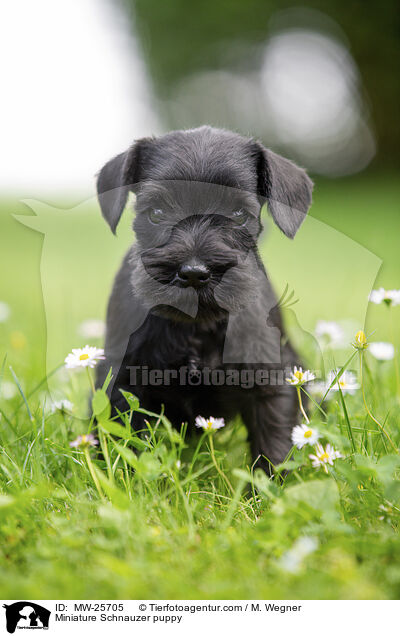 Zwergschnauzer Welpe / Miniature Schnauzer puppy / MW-25705