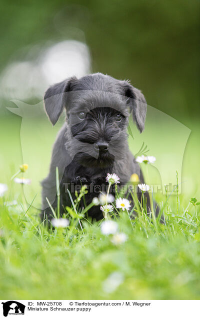 Zwergschnauzer Welpe / Miniature Schnauzer puppy / MW-25708