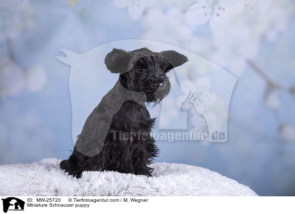 Miniature Schnauzer puppy / MW-25720