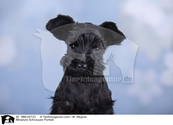 Miniature Schnauzer Portrait / MW-25723
