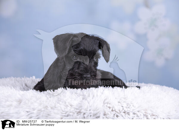 Miniature Schnauzer puppy / MW-25727