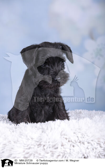 Miniature Schnauzer puppy / MW-25729