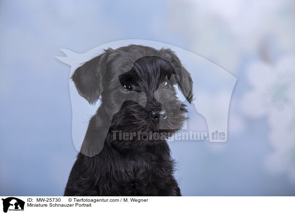 Miniature Schnauzer Portrait / MW-25730