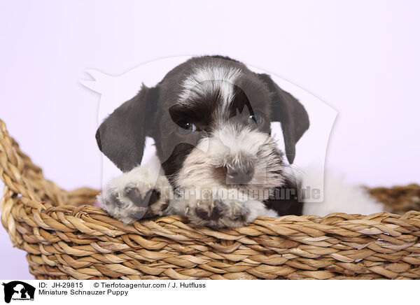 Zwergschnauzer Welpe / Miniature Schnauzer Puppy / JH-29815