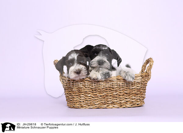 Miniature Schnauzer Puppies / JH-29818