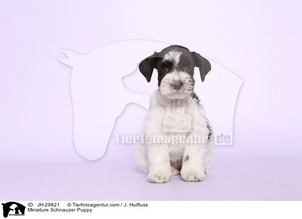 Miniature Schnauzer Puppy / JH-29821