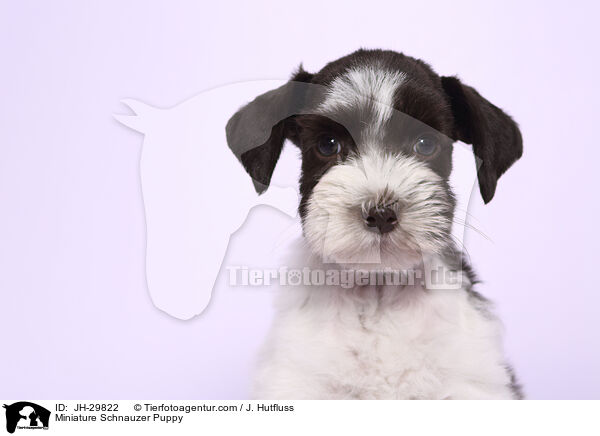 Miniature Schnauzer Puppy / JH-29822