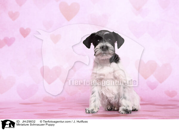 Miniature Schnauzer Puppy / JH-29832