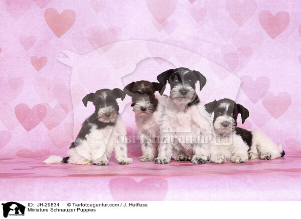 Miniature Schnauzer Puppies / JH-29834