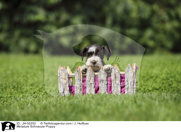 Miniature Schnauzer Puppy / JH-30252