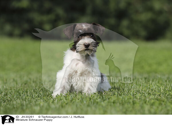Miniature Schnauzer Puppy / JH-30261