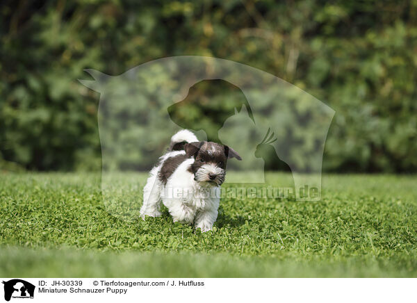 Miniature Schnauzer Puppy / JH-30339