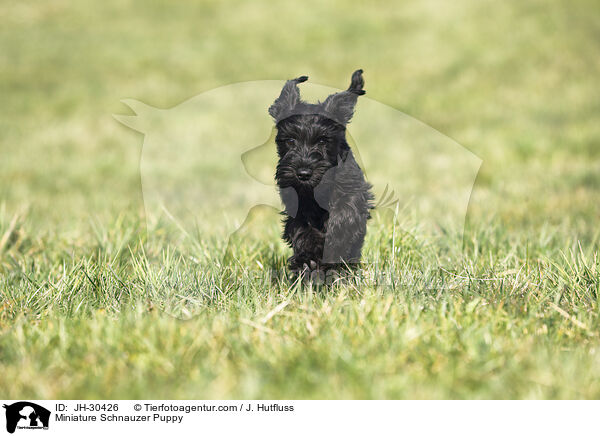Miniature Schnauzer Puppy / JH-30426