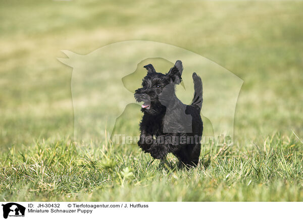 Miniature Schnauzer Puppy / JH-30432