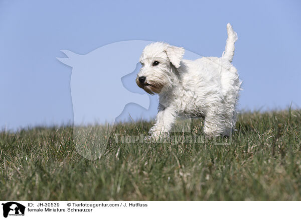 Zwergschnauzer Hndin / female Miniature Schnauzer / JH-30539