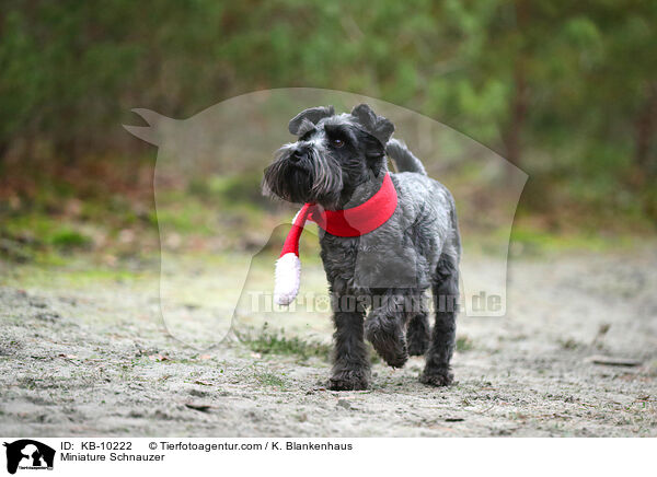 Miniature Schnauzer / KB-10222