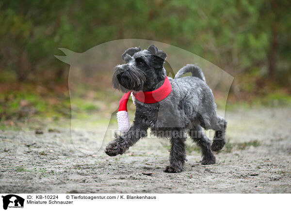 Zwergschnauzer / Miniature Schnauzer / KB-10224