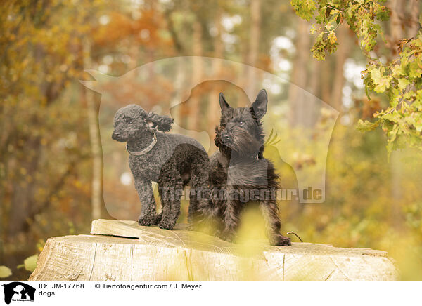 dogs / JM-17768
