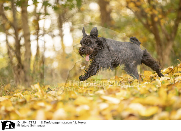 Miniature Schnauzer / JM-17772