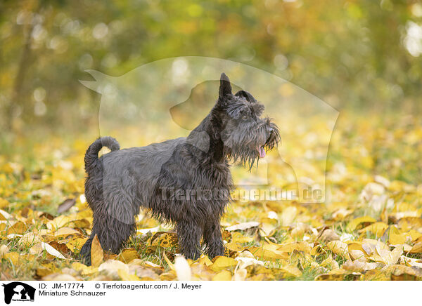 Miniature Schnauzer / JM-17774