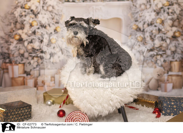 Zwergschnauzer / Miniature Schnauzer / CF-02773