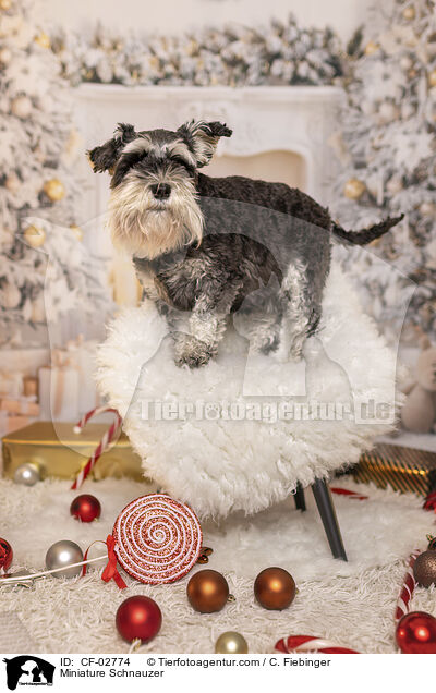 Zwergschnauzer / Miniature Schnauzer / CF-02774