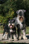 2 standing Schnauzer
