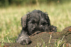 Miniature Schnauzer Puppy