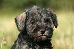 Miniature Schnauzer Puppy