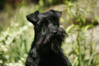 Miniature Schnauzer