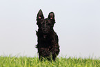 running Miniature Schnauzer
