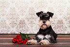 lying Miniature Schnauzer