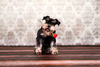sitting Miniature Schnauzer