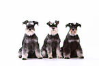 3 Miniature Schnauzers