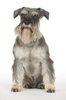 sitting Miniature Schnauzer